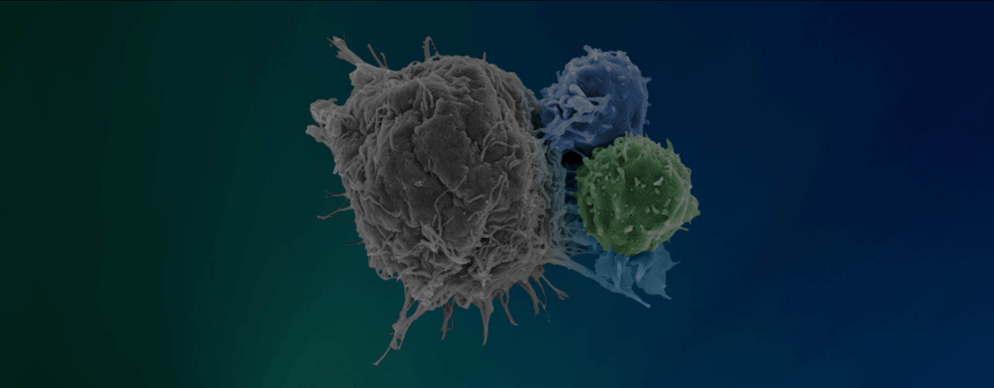 Expanding Content & Improving UX for the Immunotherapy Foundation
