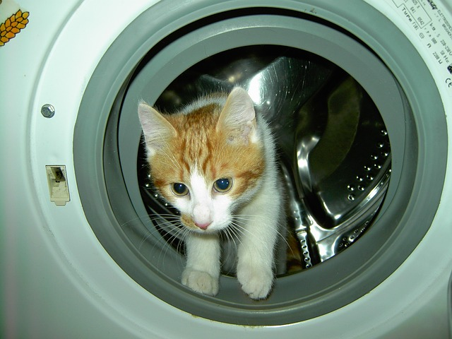 cat_in_a_dryer