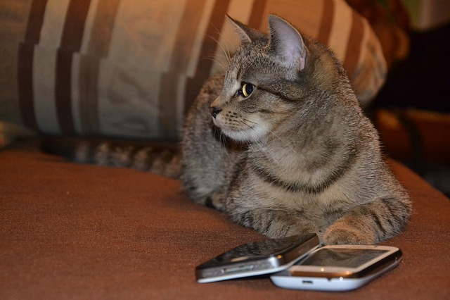 cat_with_mobile_email