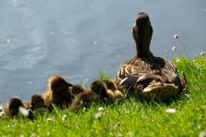 ducks in a row