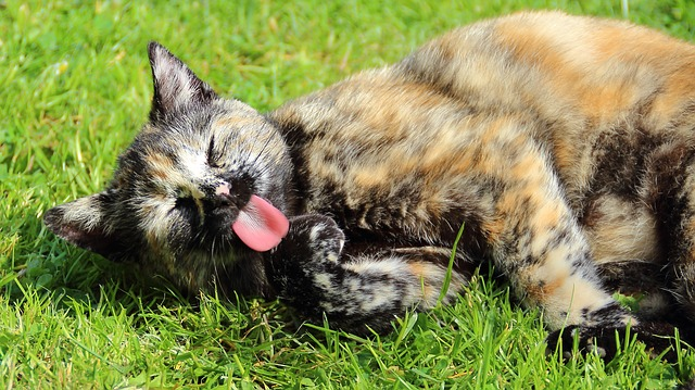 Is email tired? tired cat image