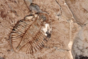 fossil indicating not changing with the times