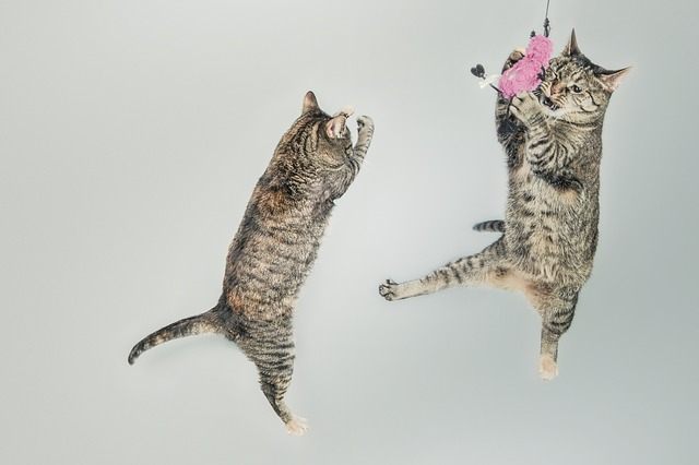 lively cats say "email is still alive"