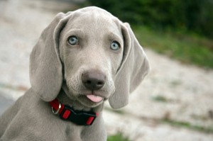 dog with tongue out - out of stock