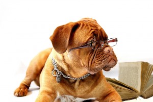 dog with glasses show the problem